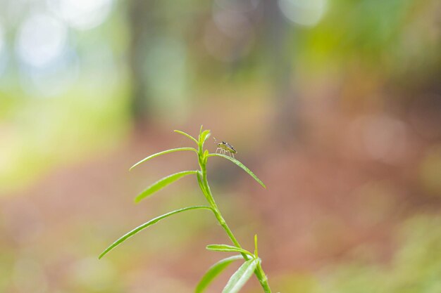 Foto insecto de pie en la hoja de una planta