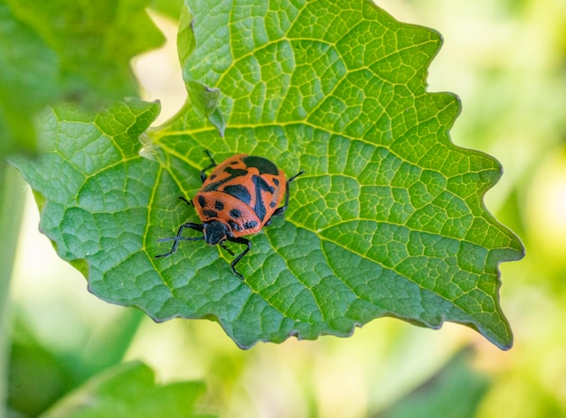 insecto pintado en un ambiente soleado