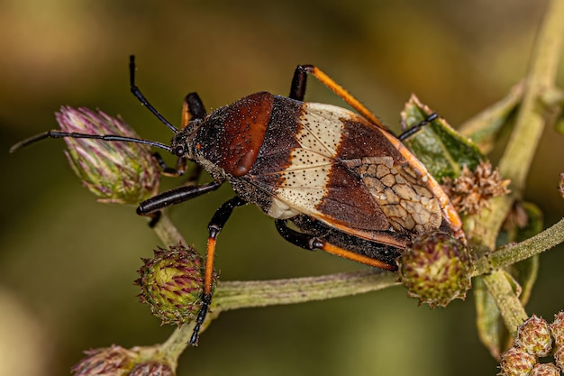 Insecto de planta bordeado adulto