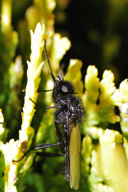 insecto en planta