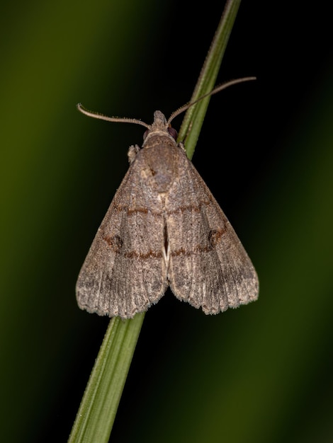 Insecto polilla adulta del orden lepidoptera