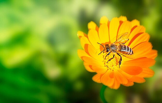 El insecto polinizador de la abeja en la calendula naranja o la flor de la caléndula recogiendo néctar en el prado verde