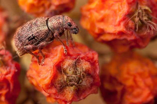 Insecto polydrusus de puntos de mosaico rosa en ashberry seco