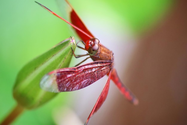 Un insecto que está en una planta.