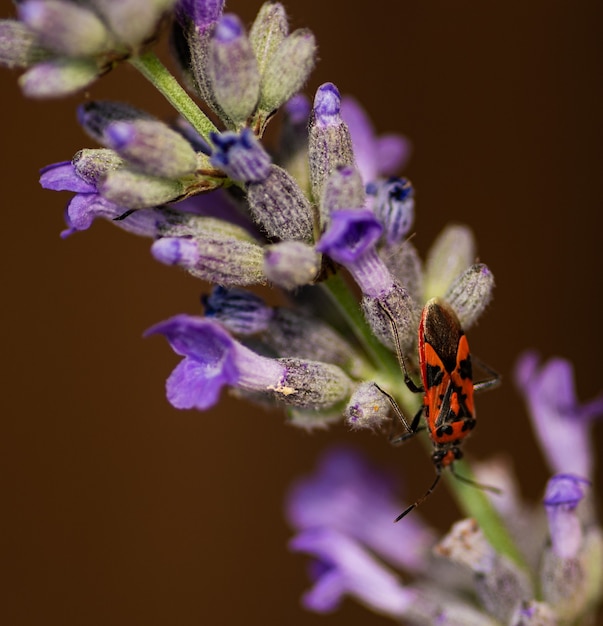 Un insecto en una rama de lavanda.