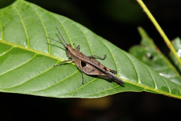 Un insecto con una raya negra está sentado sobre una hoja verde.