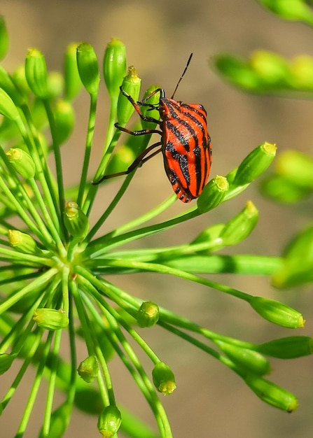 Insecto rayado italiano poliniza semillas de eneldo