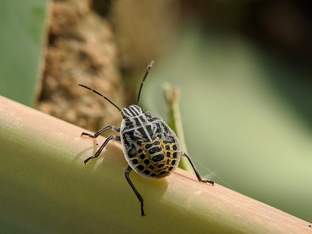 Un insecto con rayas amarillas y rayas negras se sienta en una hoja de planta