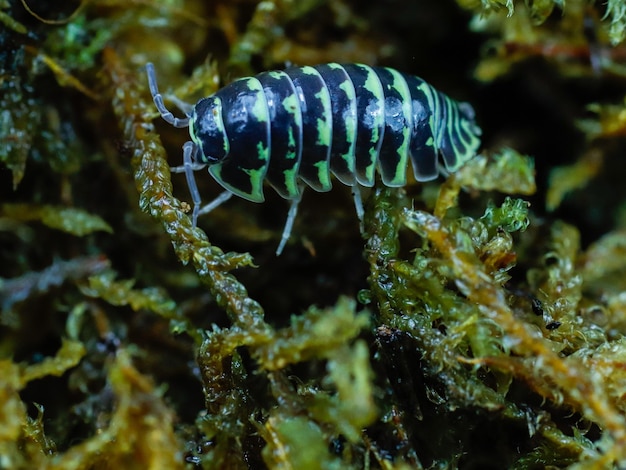 Foto un insecto con rayas verdes y negras está sobre un poco de musgo y tiene una raya verde en la parte inferior.