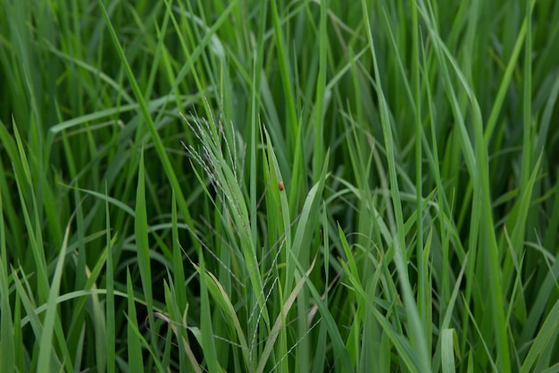 Insecto rojo de la dama en el arroz y se crían juntos enfoque selectivo