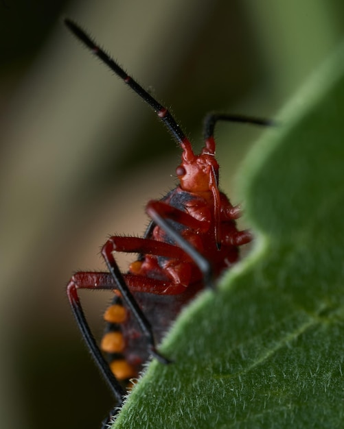 insecto rojo en una hoja verde