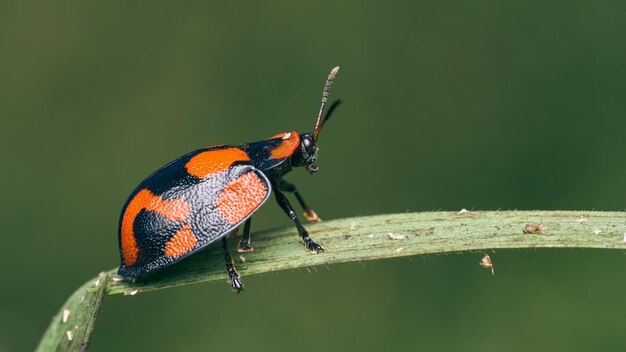 Insecto rojo y negro en motas de hierba verde