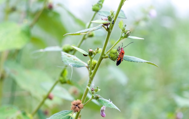 Un insecto rojo o firebug sentado en un árbol silvestre de cerca