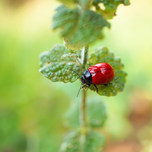 El insecto rojo de la planta en la naturaleza.