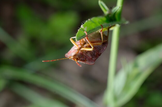 Un insecto rojo se sienta en una hoja verde