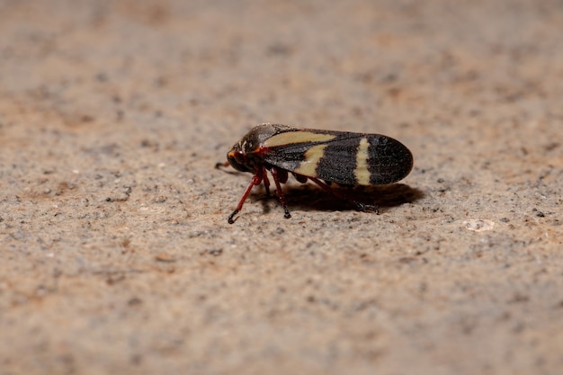 Insecto saltamontes adulto de la especie Deois flavopicta