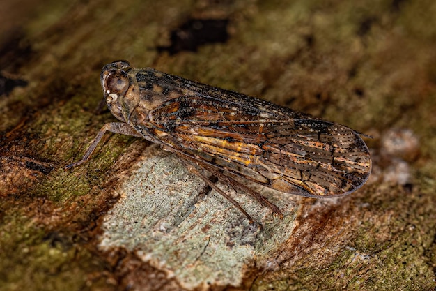 Insecto Saltamontes Pequeño Adulto