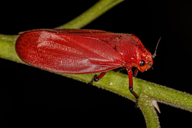 Insecto saltamontes rojo adulto