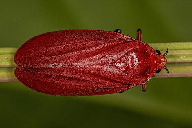 Insecto saltamontes rojo adulto