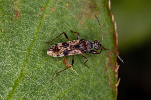 Insecto de semilla de color sucio adulto de la tribu Myodochini