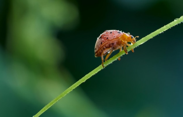 Un insecto se sienta en una brizna de hierba.