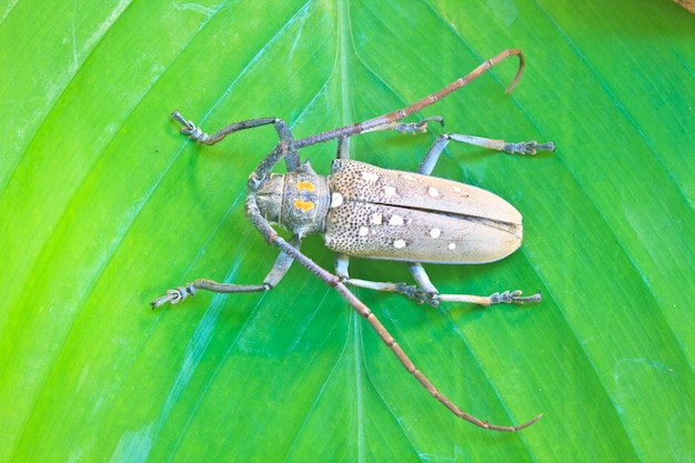 Foto insecto de tailandia