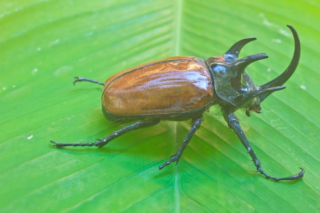 insecto de Tailandia