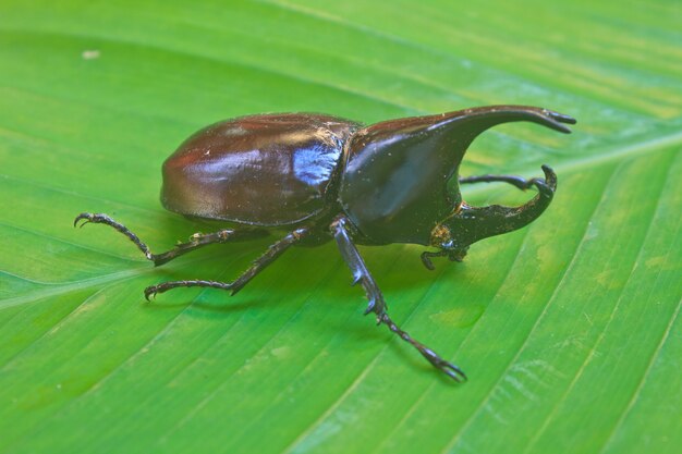 insecto de Tailandia