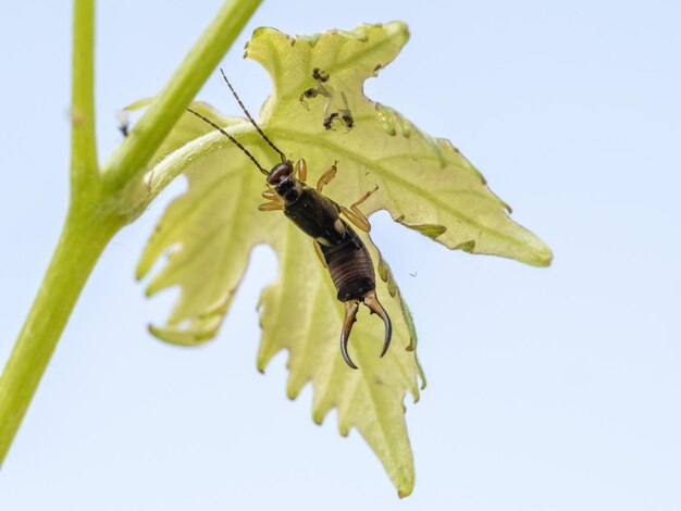 Insecto tijereta Forficula auricularia en una hoja