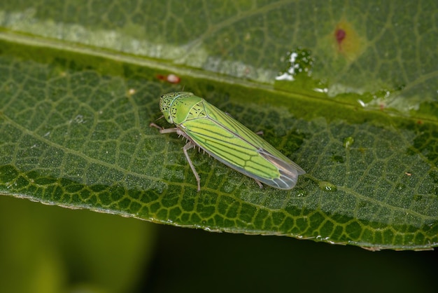 Insecto tirador pequeño adulto del género Hortensia