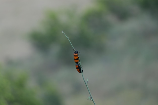 Foto insecto trepando por una rama verde