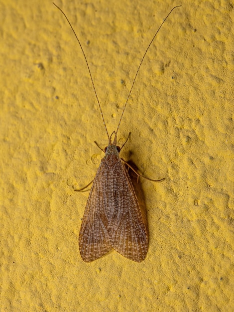 Insecto Tricóptero Adulto