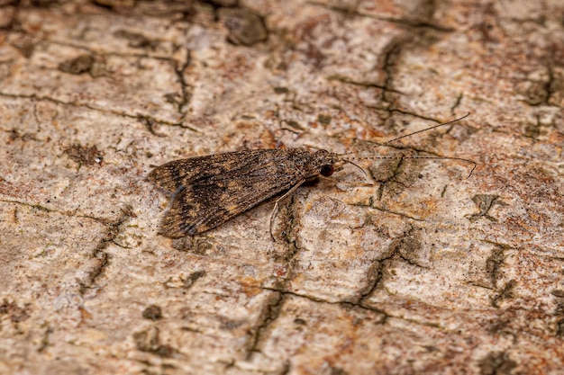 Insecto Tricóptero Adulto