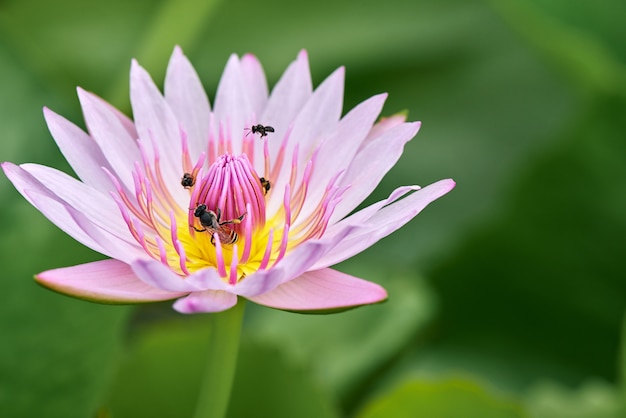 Foto insecto tropical de la flor y de las abejas de loto rosada que vuela alrededor.