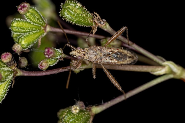 Insecto vegetal adulto sin olor de la familia Rhopalidae