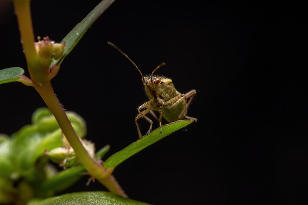 Insecto vegetal adulto sin olor de la familia Rhopalidae