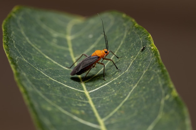 Insecto vegetal adulto de la tribu Resthenini