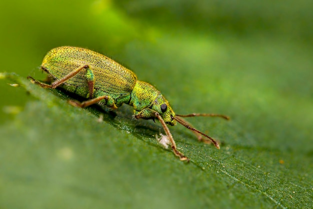 un insecto verde en una hoja verde con una cara amarilla