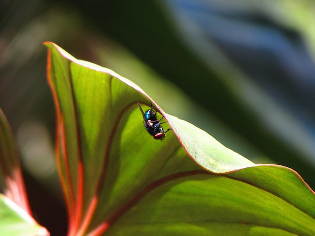 Un insecto verde en una hoja