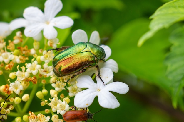 Un insecto verde puede sentarse en la flor