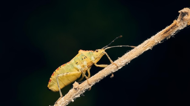 Un insecto verde visto desde abajo con todos sus detalles