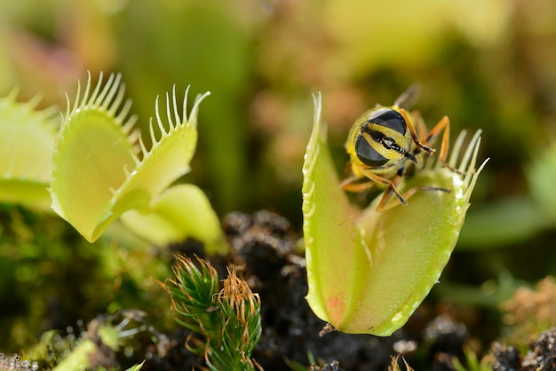 Insecto volador Beelike acercándose y siendo capturado por Venus atrapamoscas planta carnívora