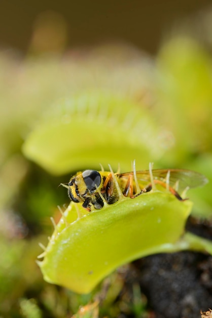 Insecto volador Beelike acercándose y siendo capturado por Venus atrapamoscas planta carnívora