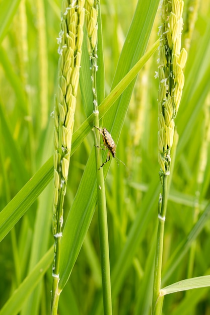 Insectos con arroz en el campo