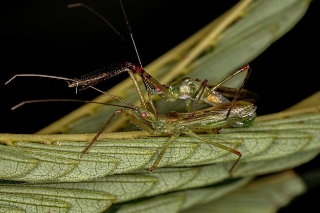 Insectos asesinos adultos