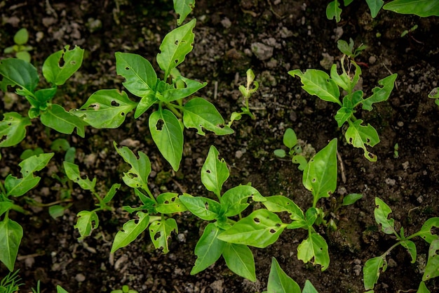 Los insectos se comen las plántulas de pimiento