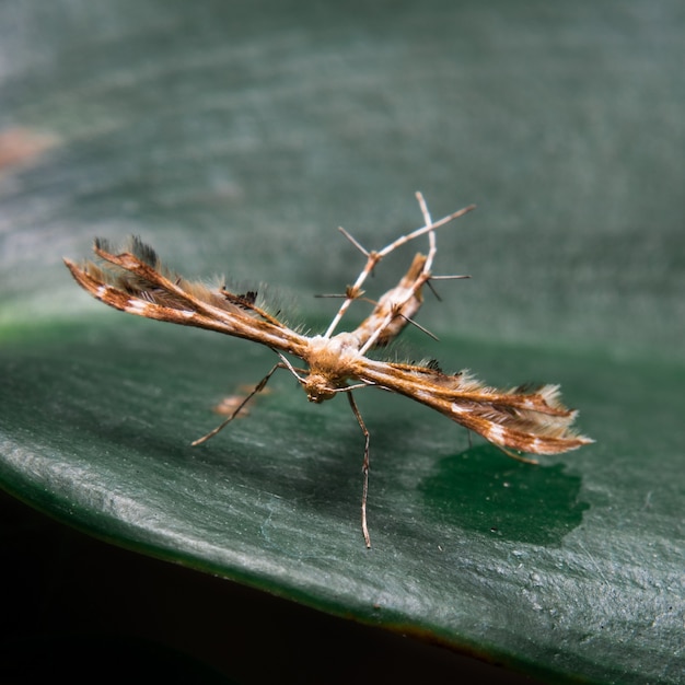 Insectos como ramas en la hoja