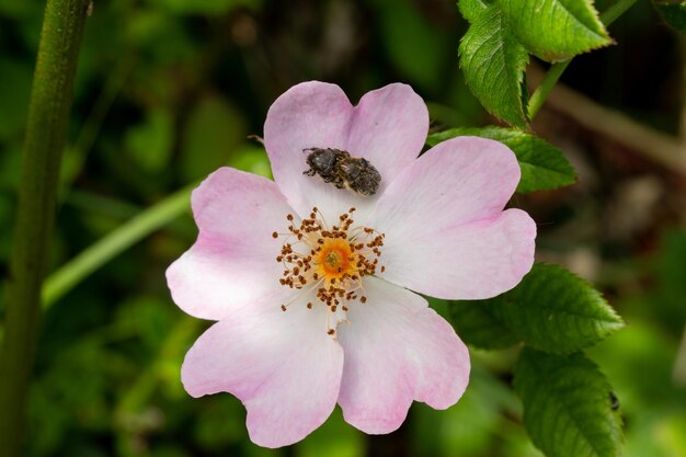 Foto insectos criando en una flor