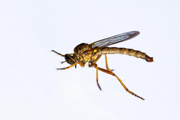 Insectos dipteros en su macro fotografía de entorno natural