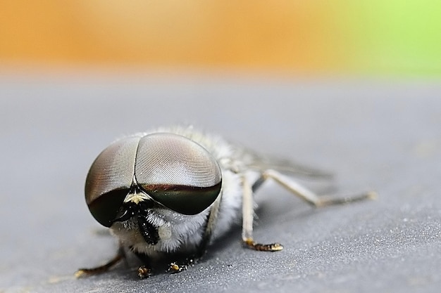 Insectos dipteros en su macro fotografía de entorno natural